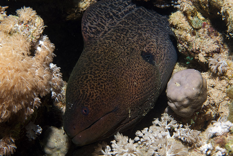 Giant Moray Eel