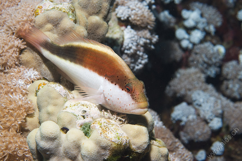 Hawkfish