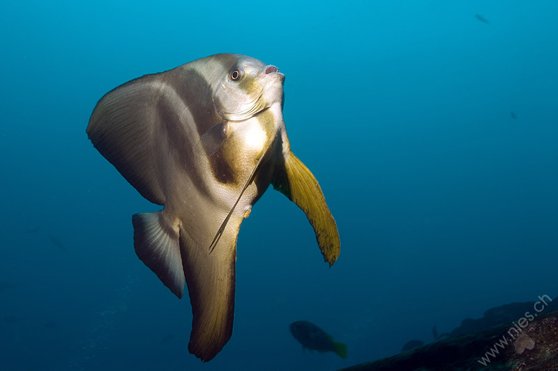 Batfish