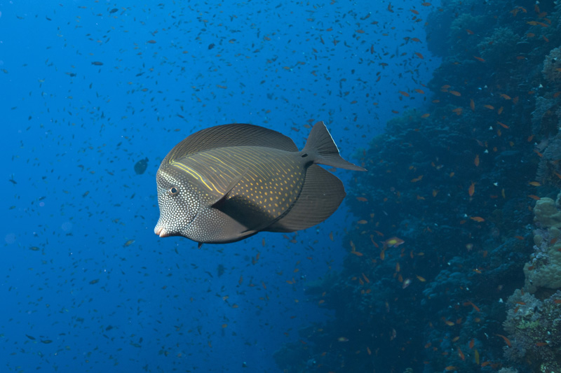 Surgeonfish