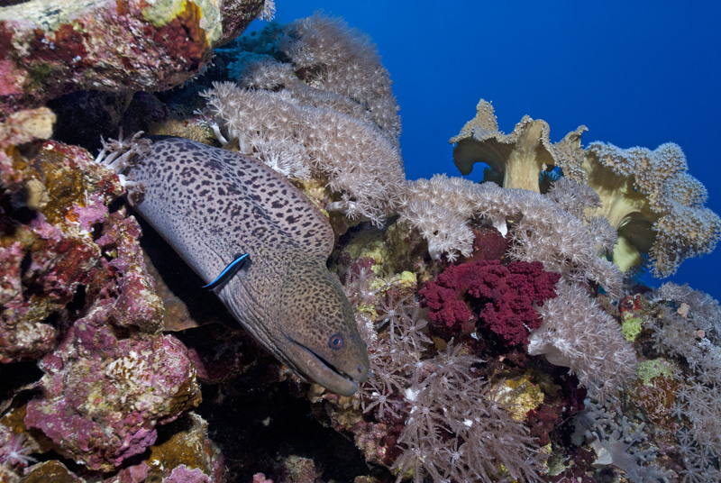 Moray Eel