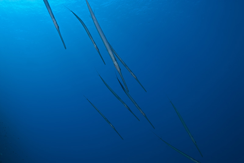 Cornetfish