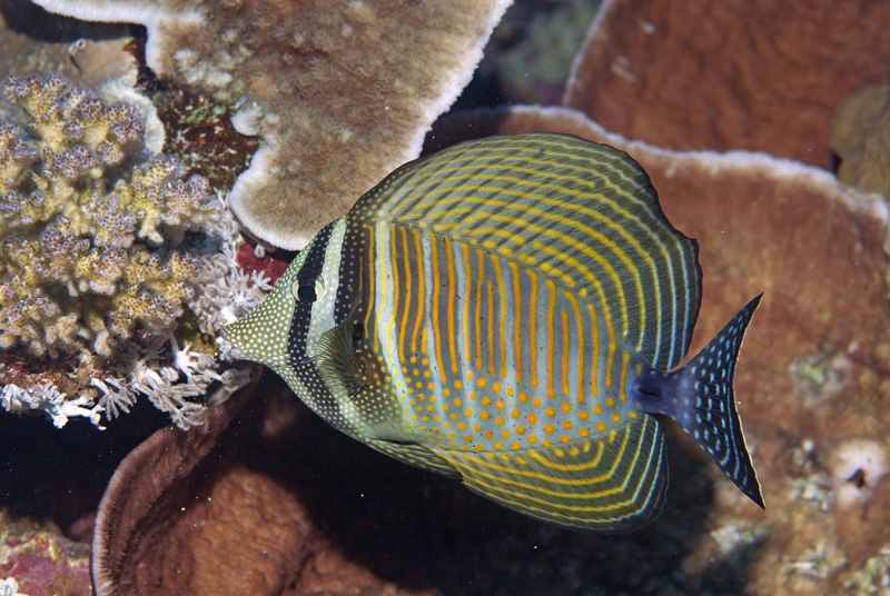 Red Sea sailfin tang