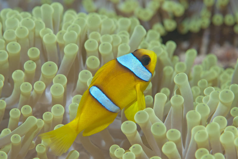 Anemone Fish