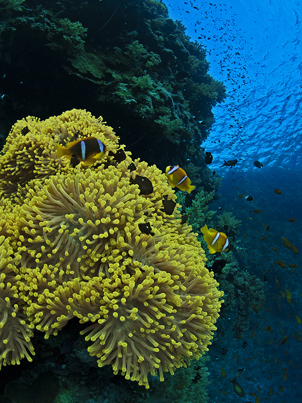 Anemones