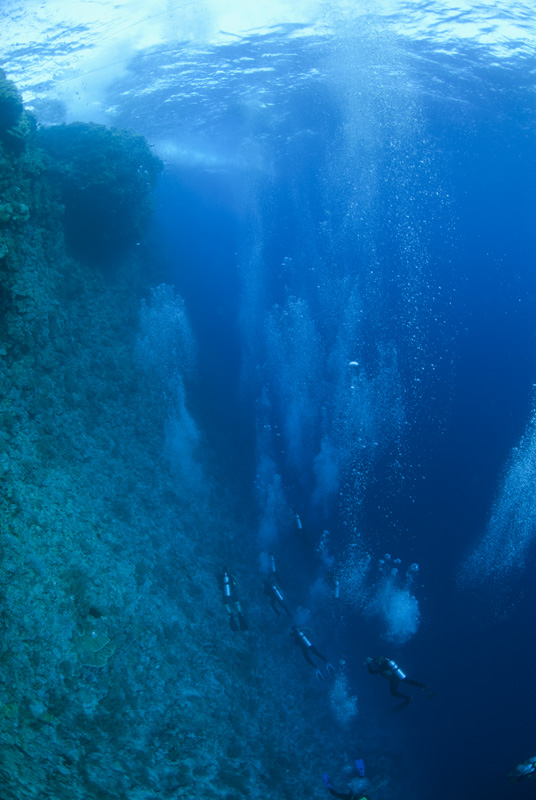 Reef full of Divers