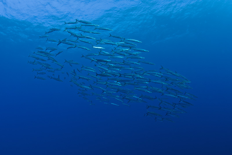 Barracuda Swarm