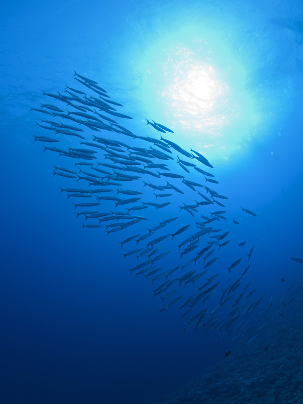 Barracuda Swarm