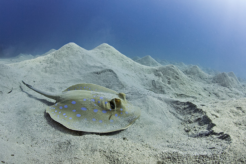 Blue spotted Stingray