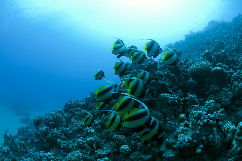 Red Sea Bannerfish