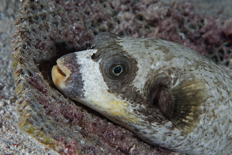 Masken-Kugelfisch