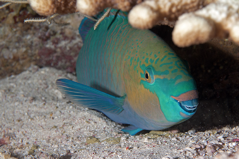 Parrotfish