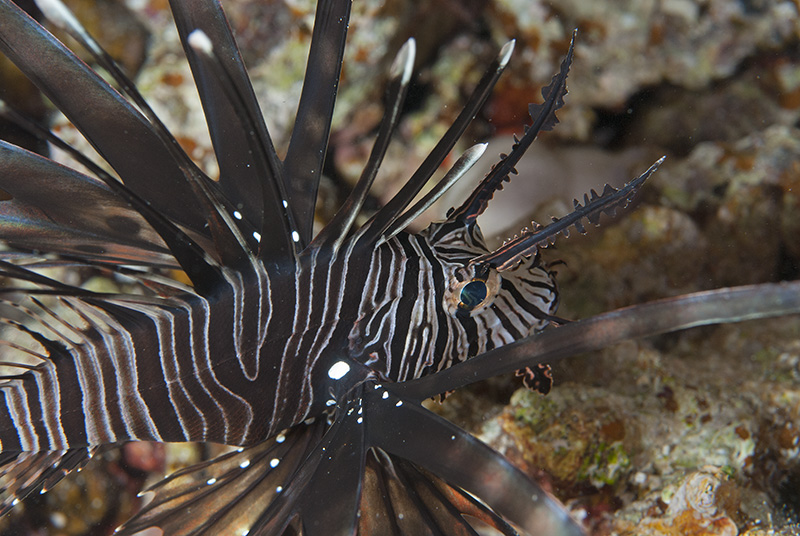 Lionfish