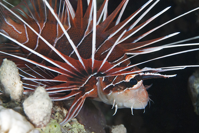 Lionfish