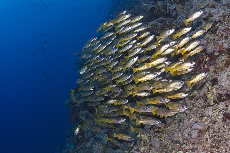 Ehrenberg's Snapper