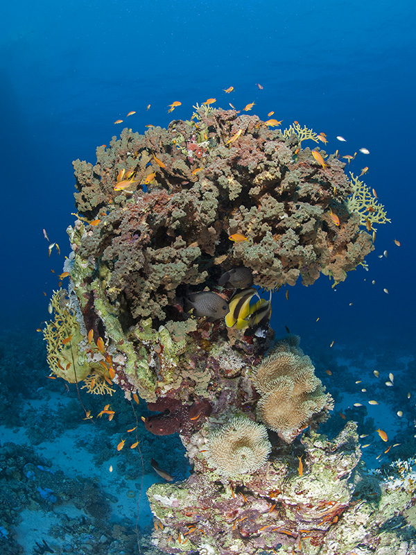Coral Block with Bannerfish