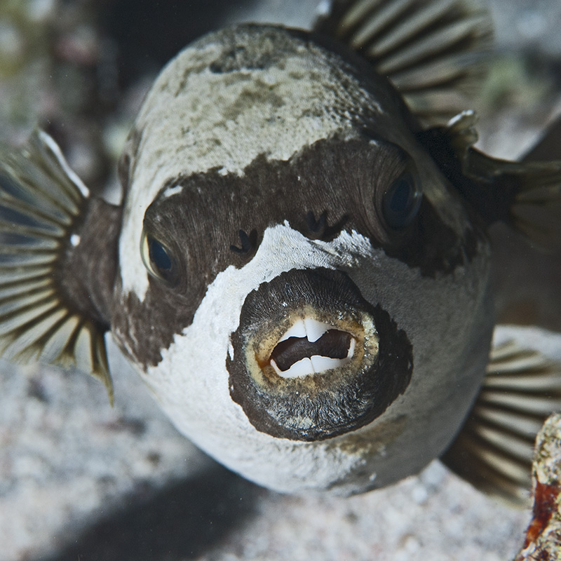 Pufferfish