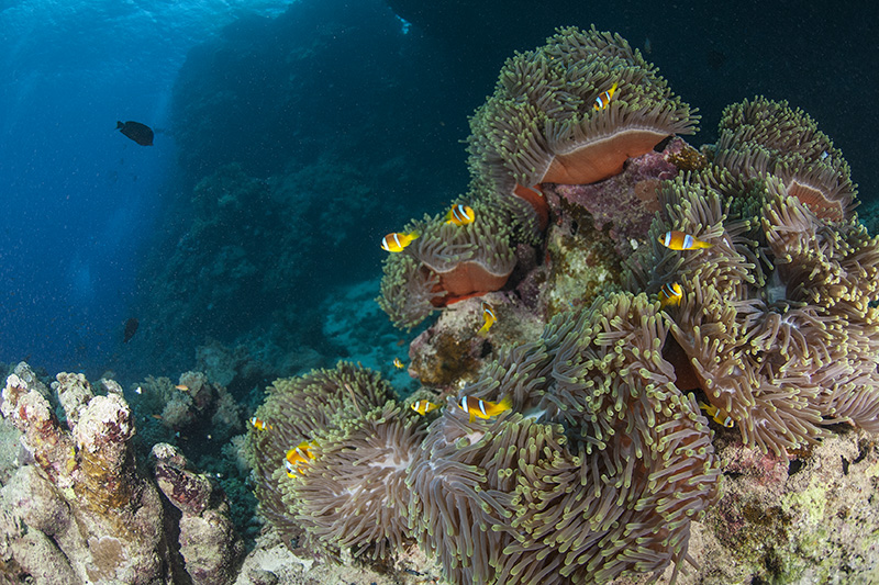 Anemones