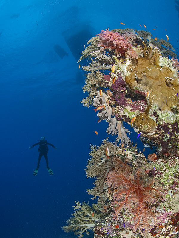 Korallen mit Taucher