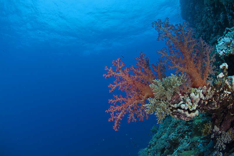 Softcoral