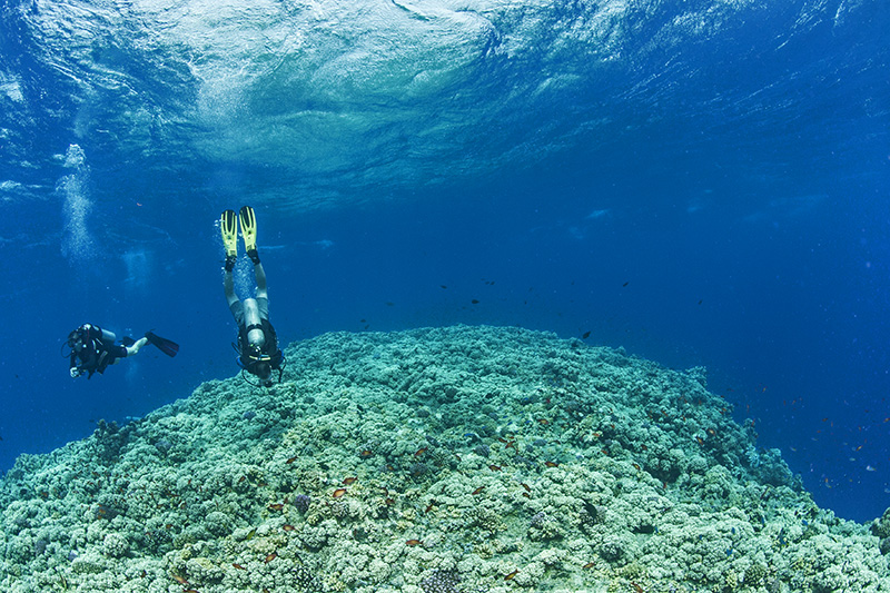 Divers on Reeftop