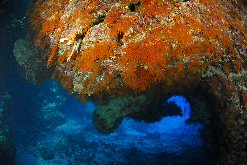 Korallen an Höhlendecke