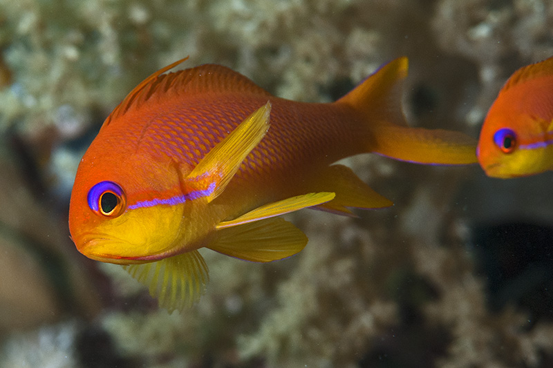 Sea Goldies