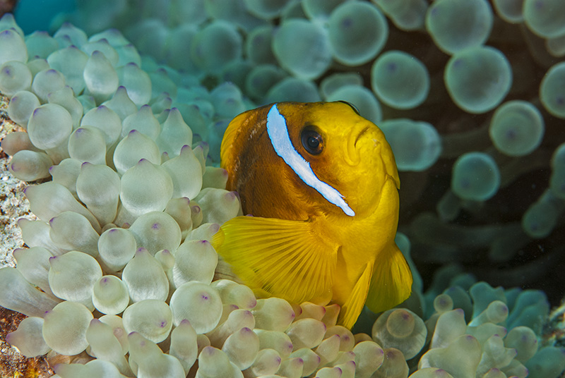 Anemonefish