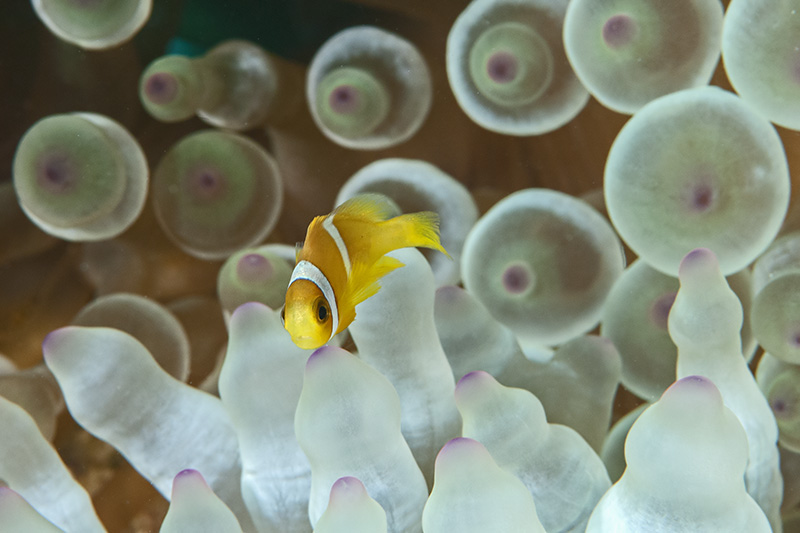 Anemonenfisch