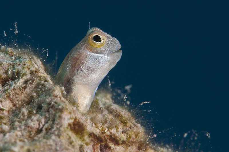 Blenny