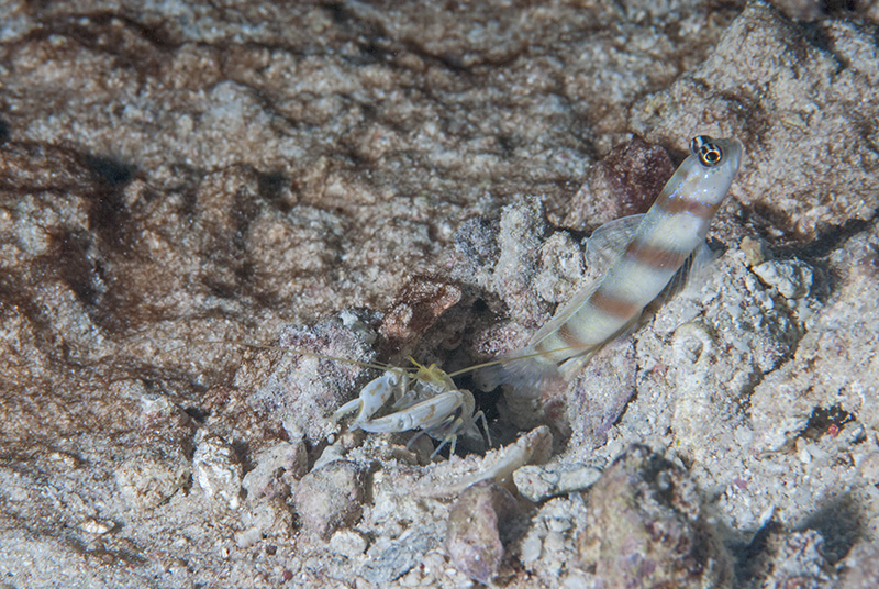 Goby with Shrimp