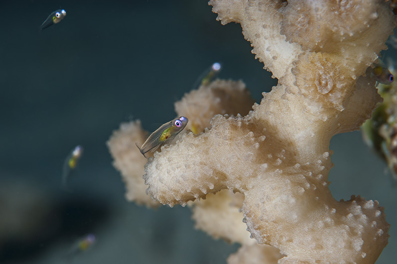 Glasfisch auf Koralle