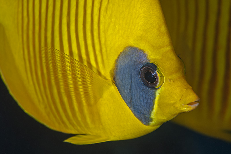 Butterflyfish