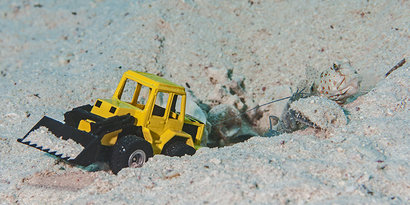 Goby with Shrimp and Excavator