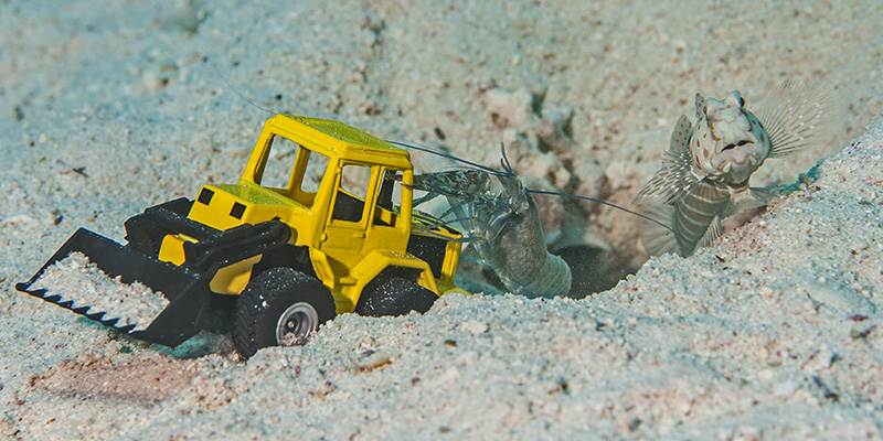 Goby with Shrimp and Excavator