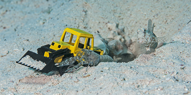 Goby with Shrimp and Excavator