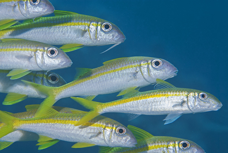 Yellow Goatfish