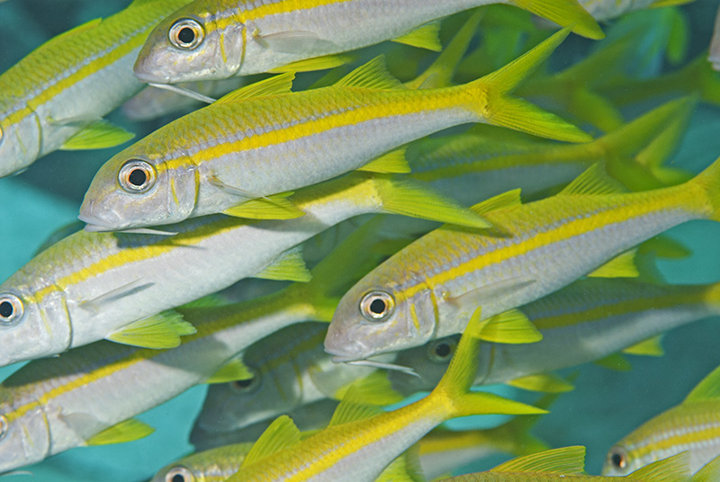 Yellow Goatfish