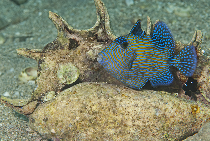 Blaustreifen-Drückerfisch