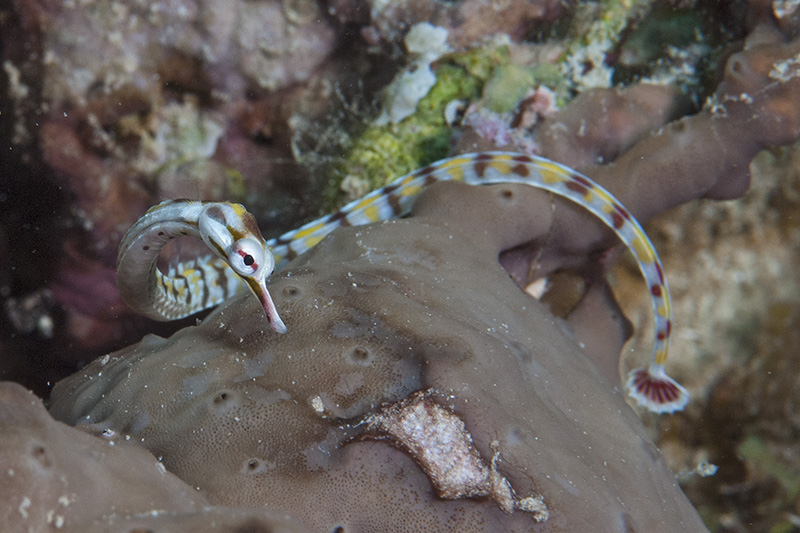 Pipefish