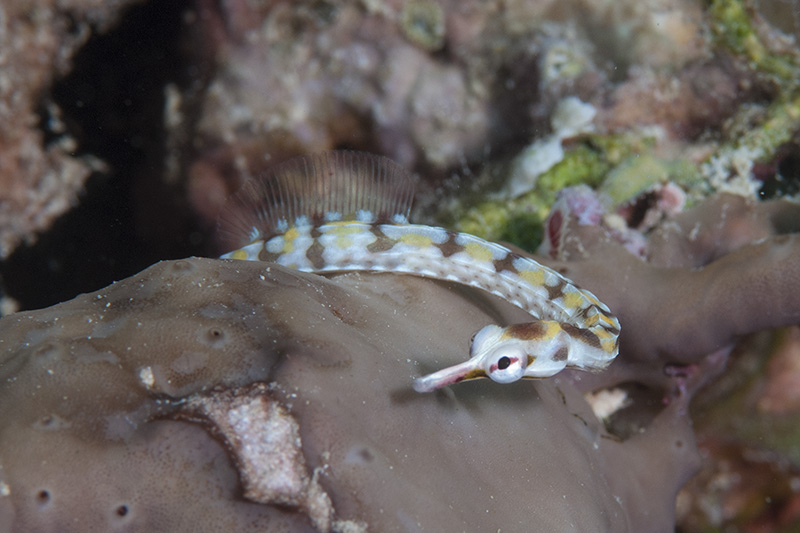 Pipefish