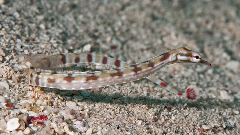 Pipefish