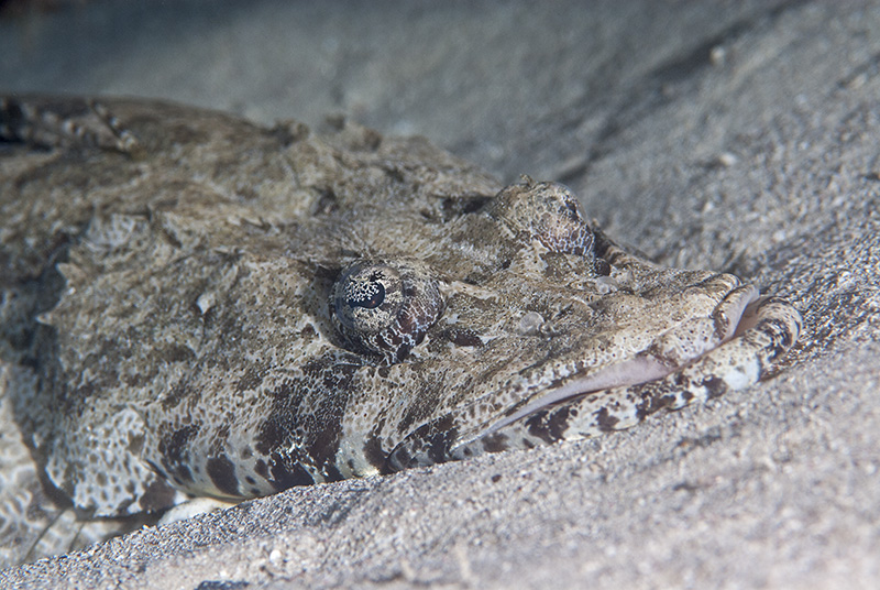 Crocodilefish