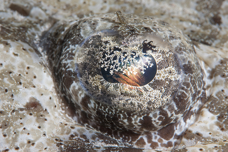 Crocodilefish Eye