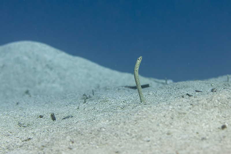 Sand Eel