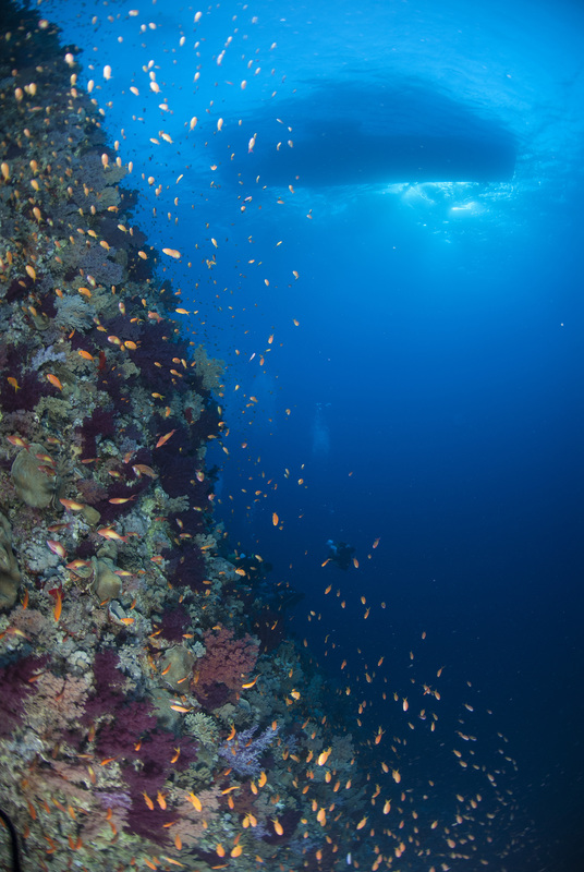 Coral Reef with Ship