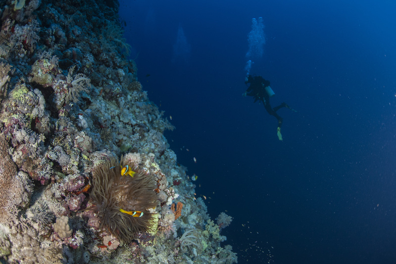 Anemone with Diver