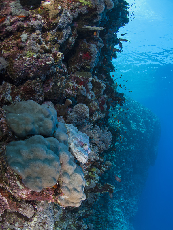 White Scorpionfish