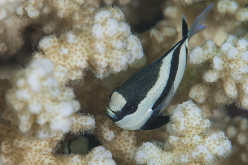 Fish in Coral