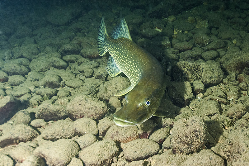 Northern pike